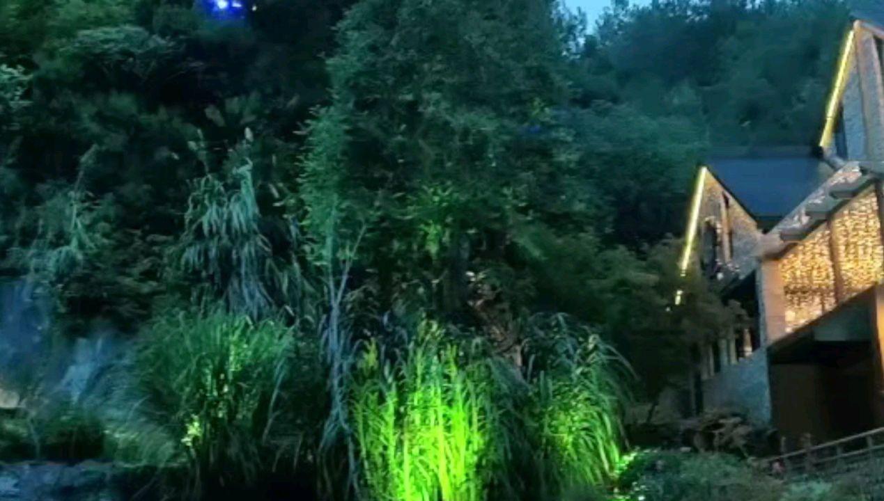 过年就买仙客来，寓意好开花多，这么养能开一冬天！